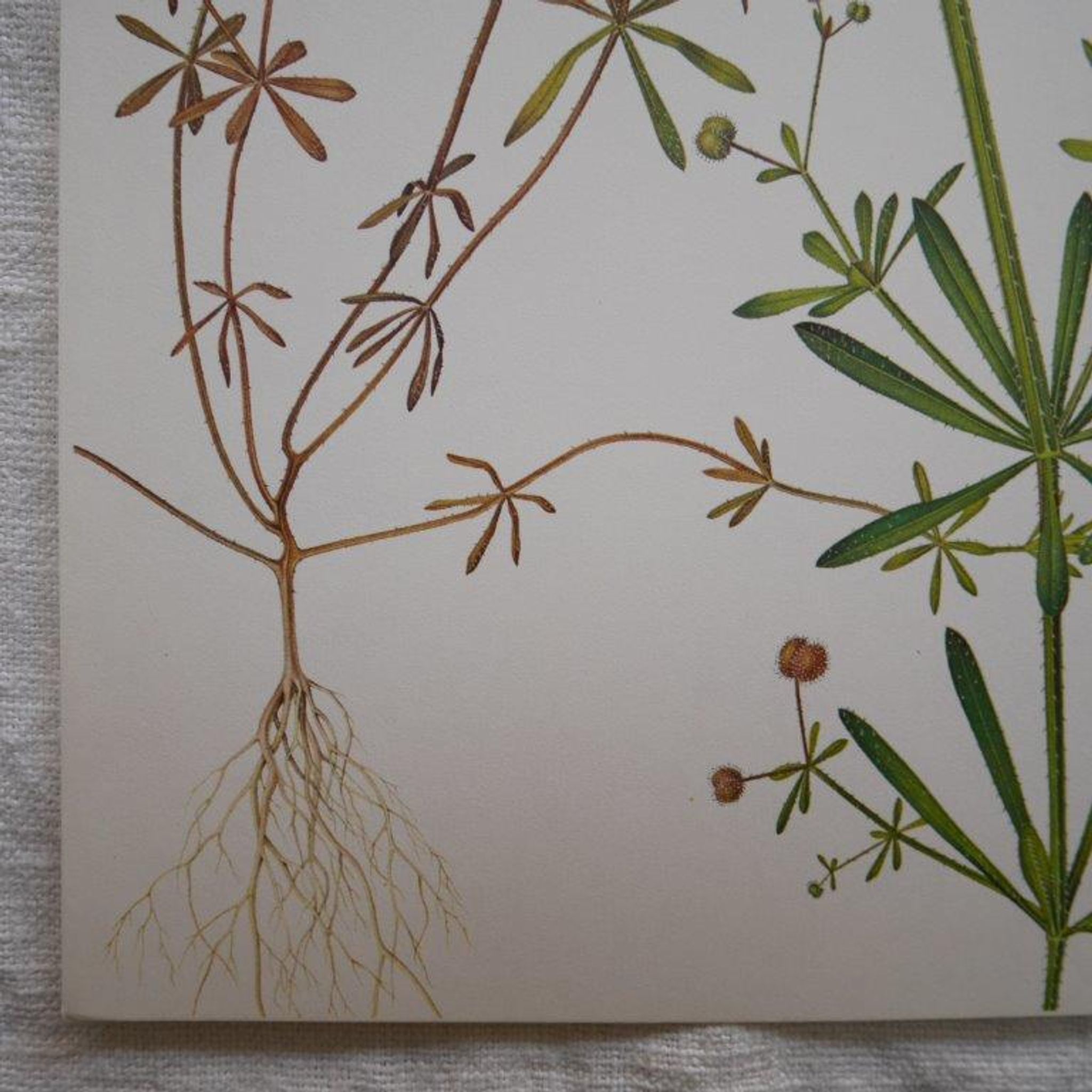 Set of 2 botanical boards Geigy