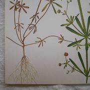 Set of 2 botanical boards Geigy