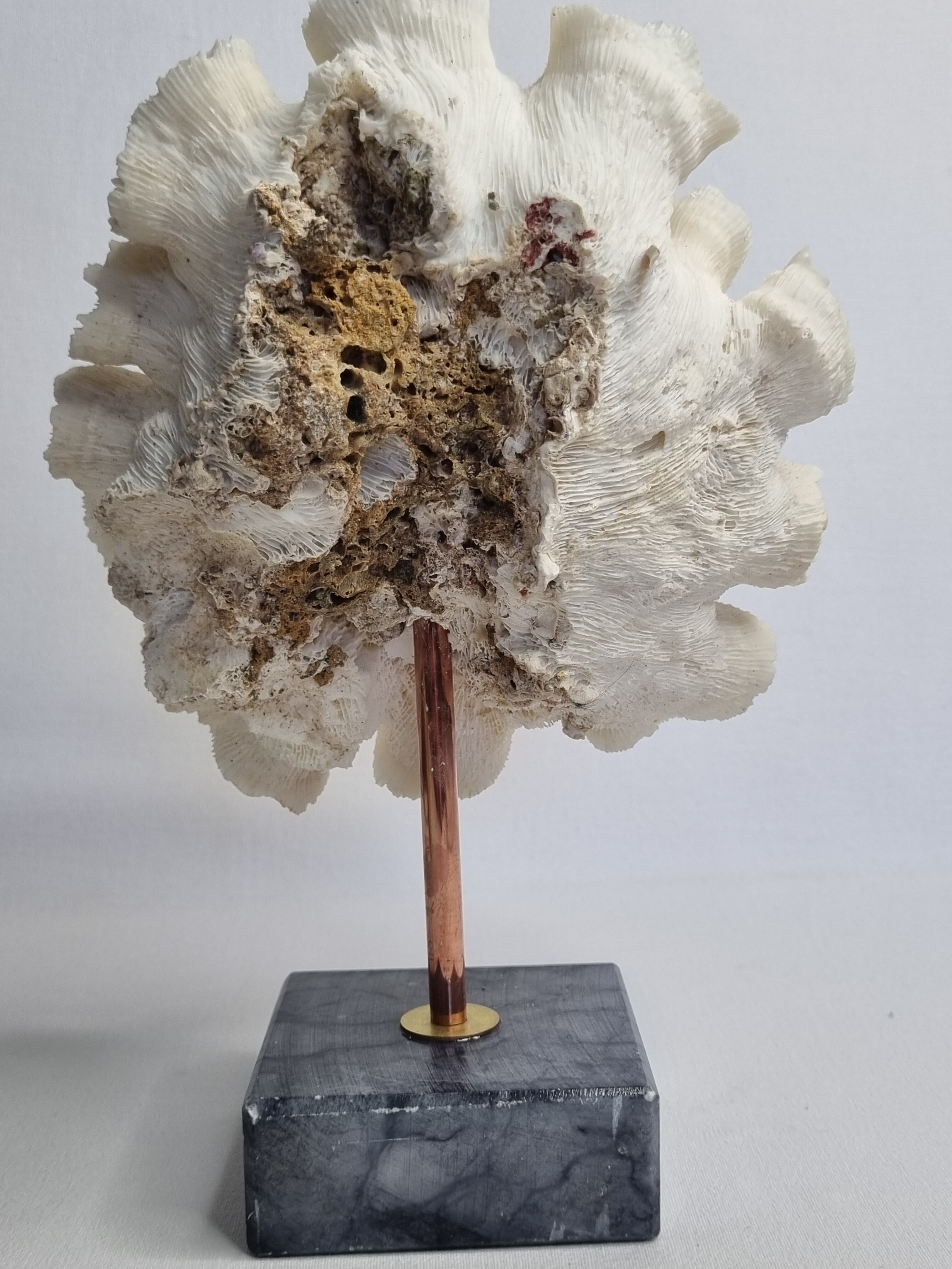 Old white coral "méandrine" on marble base, 25 cm