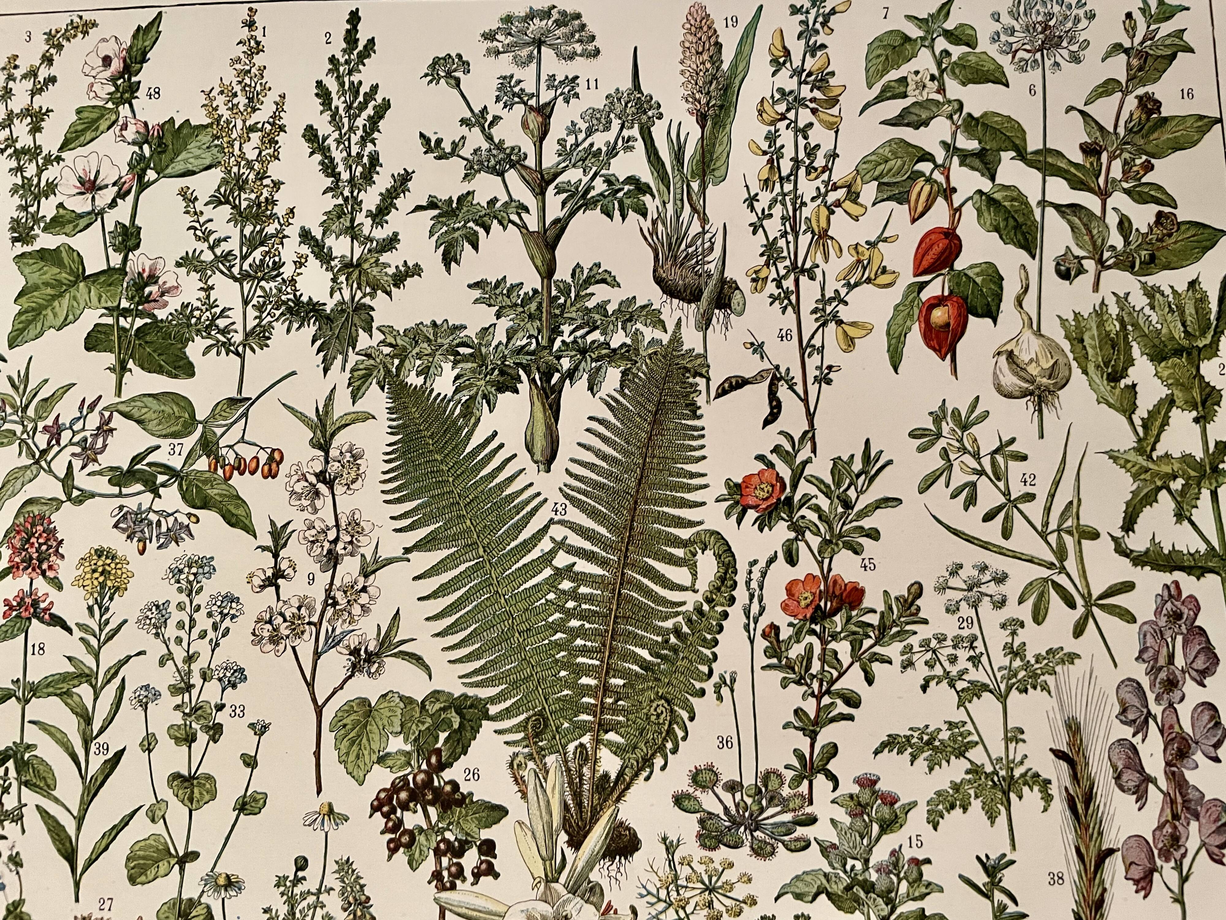 Lithograph on medicinal plants (absinthe) - 1930