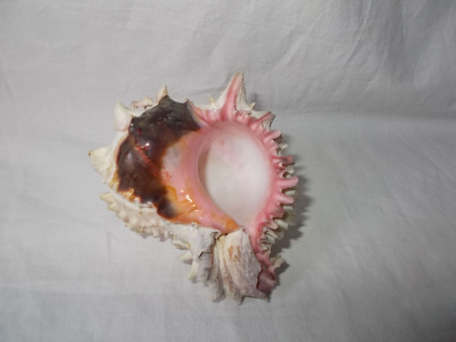 Shell for curiosity cabinet
