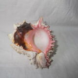 Shell for curiosity cabinet