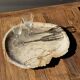 Very large pocket tray or dish in beige petrified wood D35