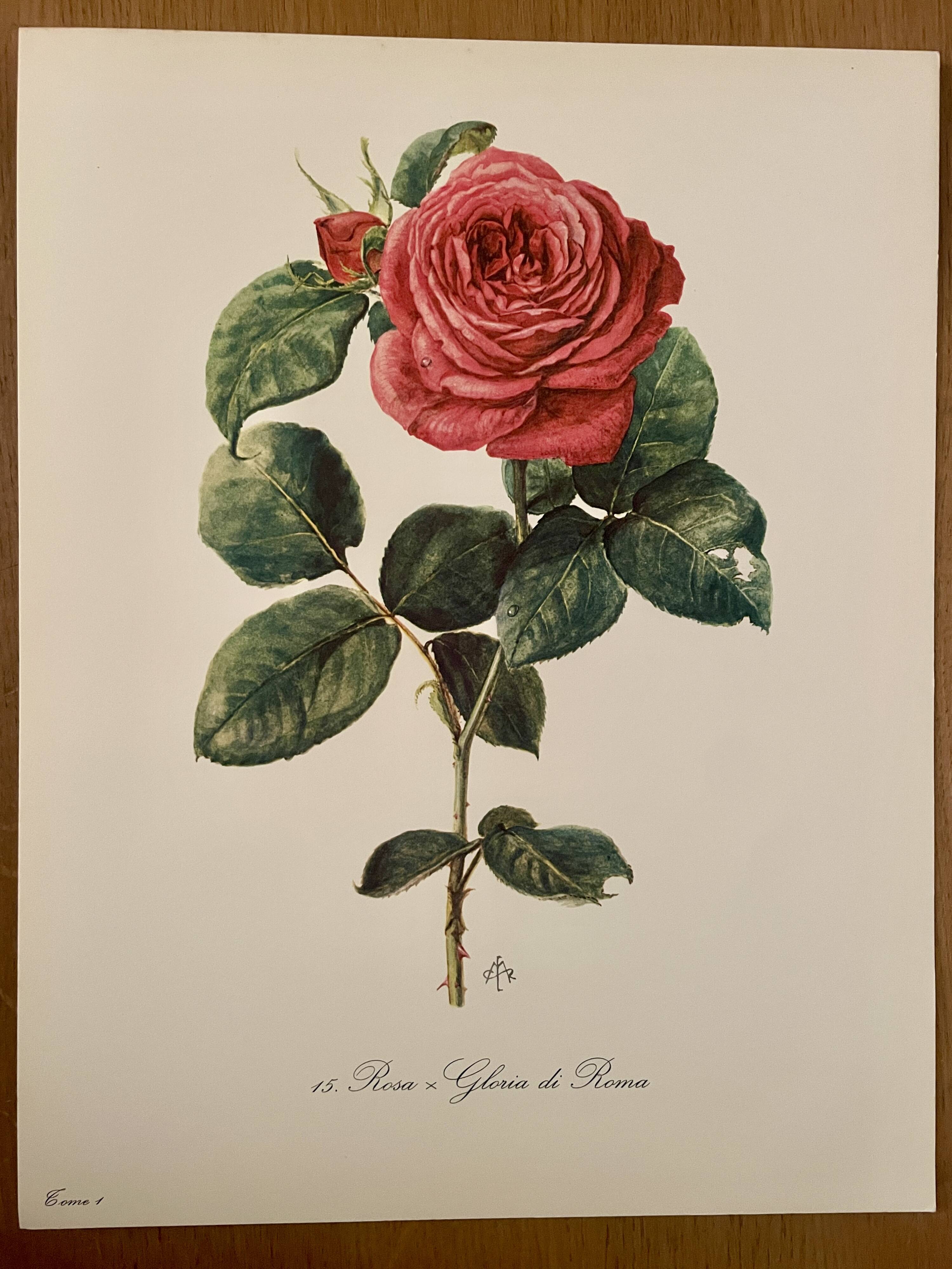 Watercolor on the rose - 1960