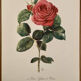 Watercolor on the rose - 1960