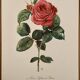 Aquarelle sur la rose - 1960