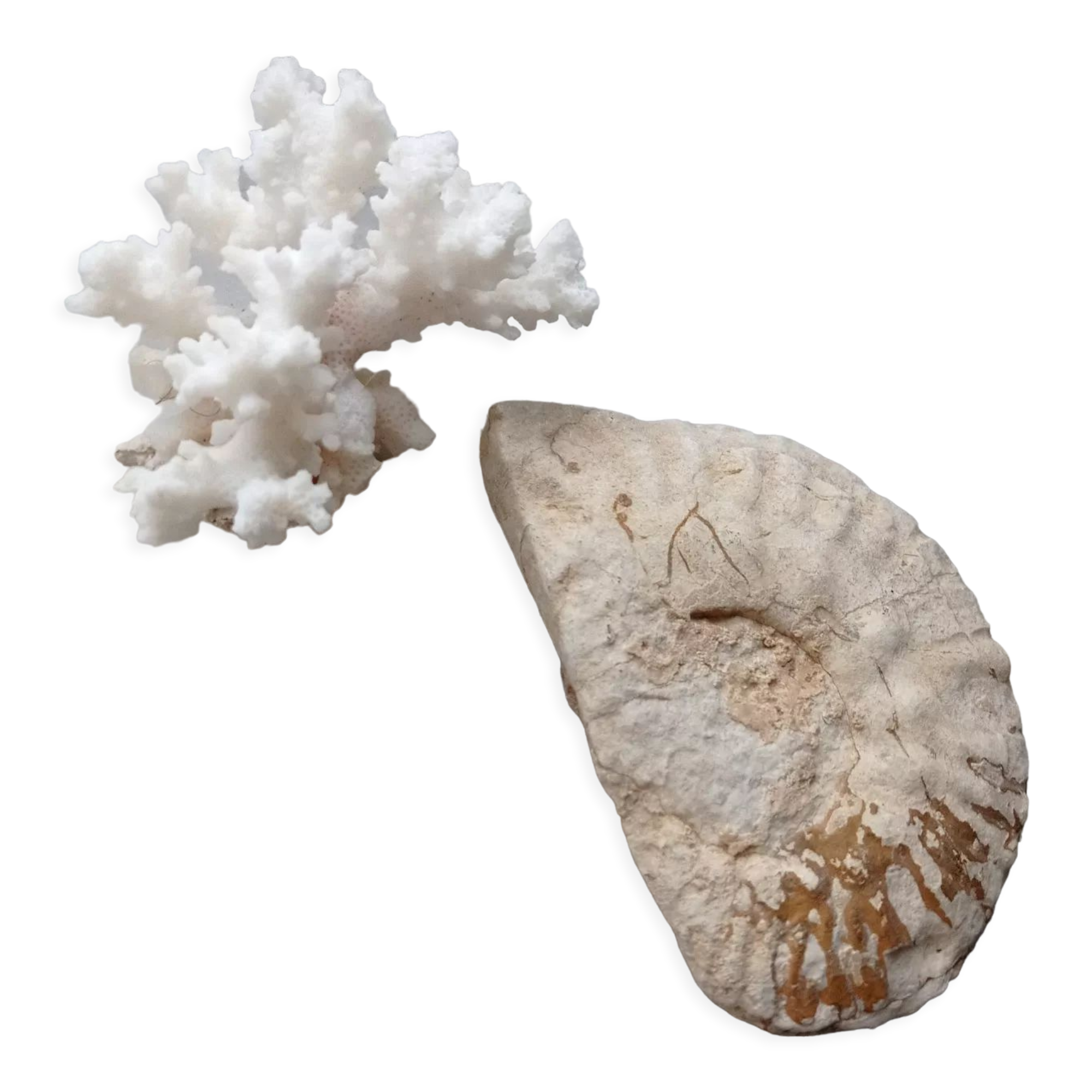 Fossilized ammonite and coral
