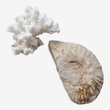 Ammonite fossilisée et corail