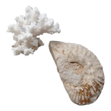 Fossilized ammonite and coral