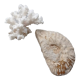 Ammonite fossilisée et corail