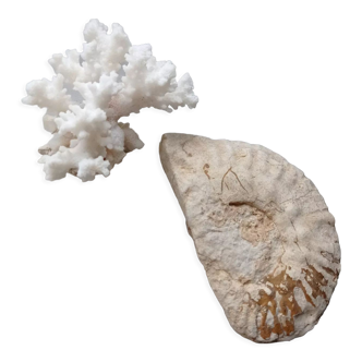 Fossilized ammonite and coral