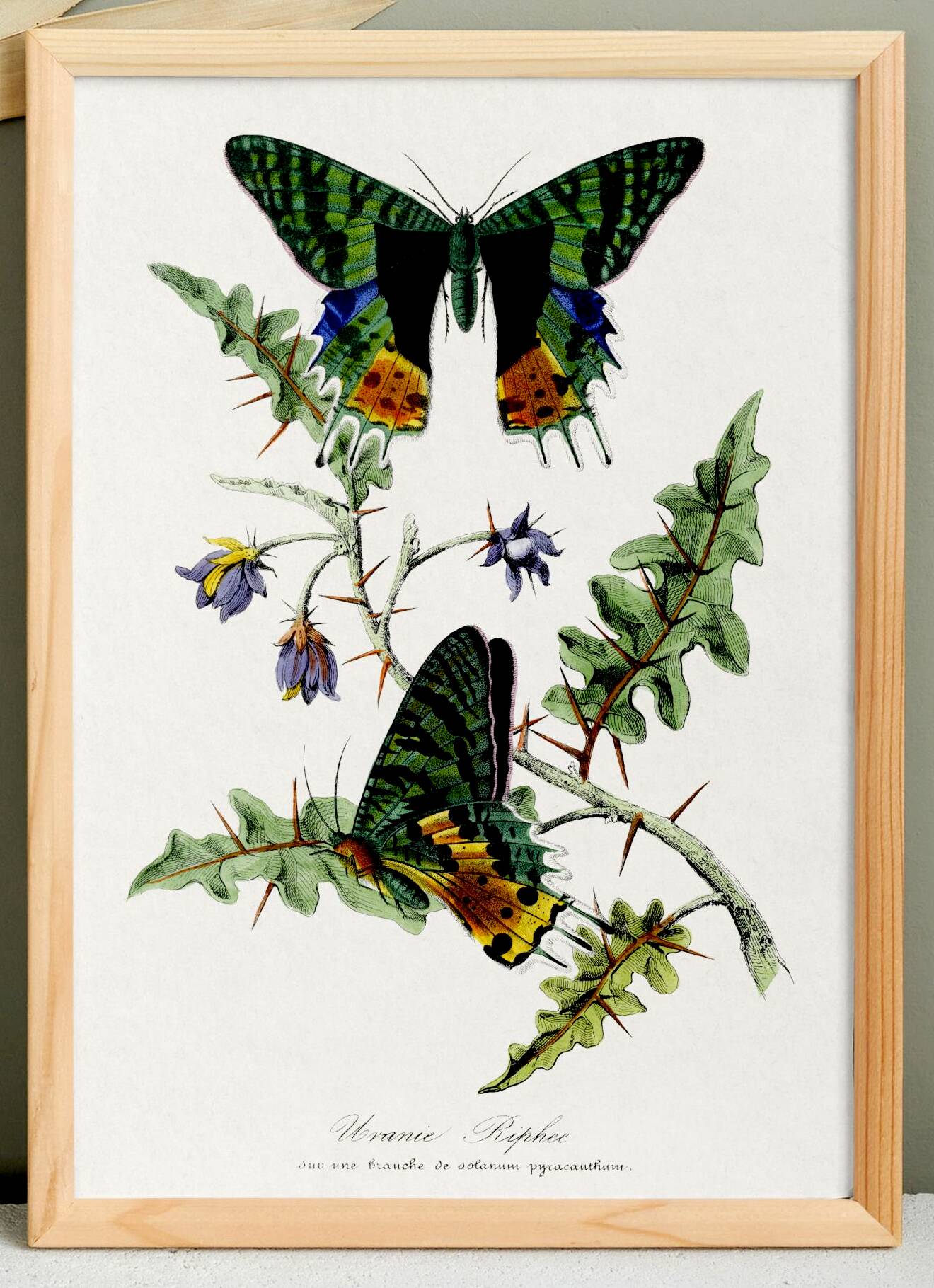 Poster about butterflies, based on an old engraving from 1842.