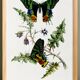 Poster about butterflies, based on an old engraving from 1842.