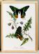 Poster about butterflies, based on an old engraving from 1842.