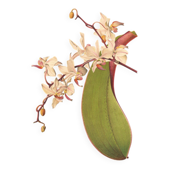 Gravure Botanique 1911 - Orchidée Phalaenopsis par A. Millot - Fleur, Litho