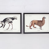 Set of 2 framed chimera lithography animal engraving
