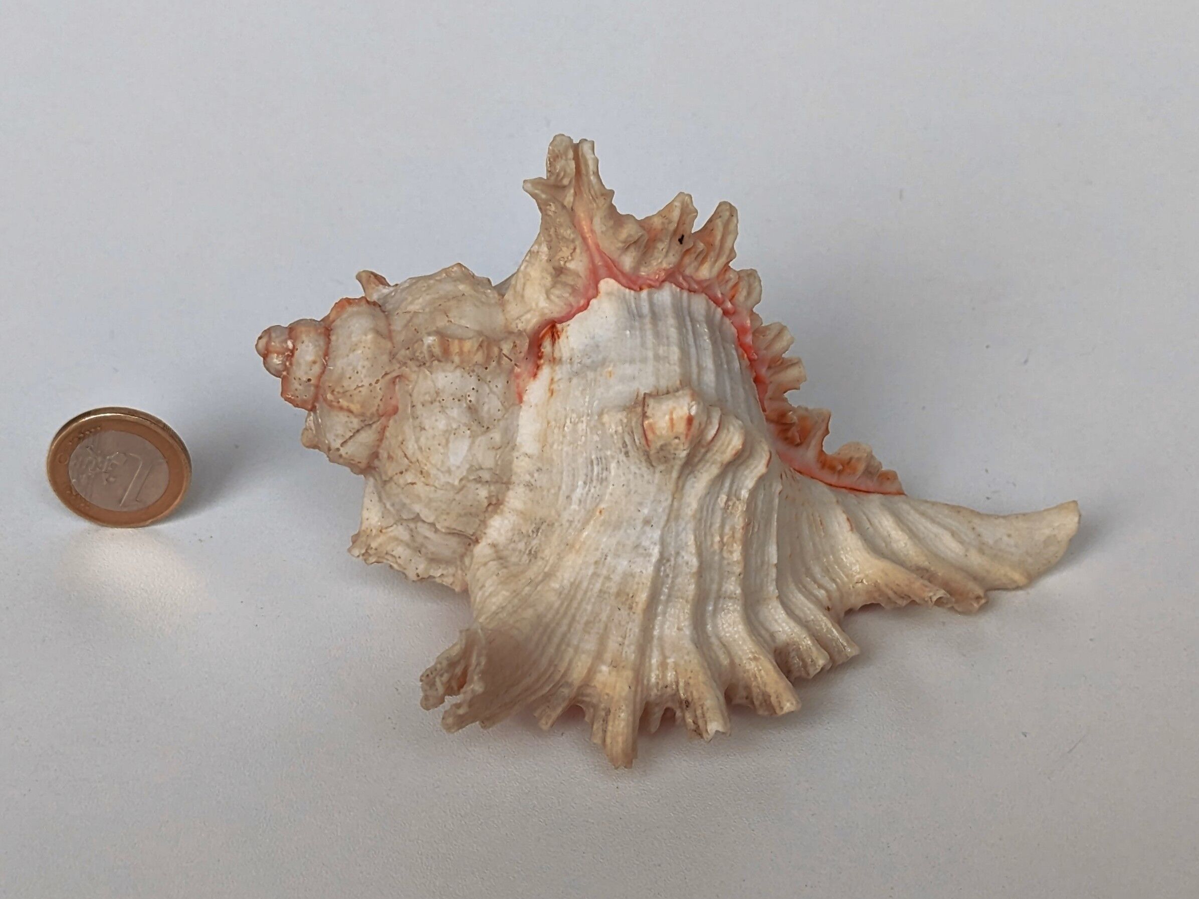 Shell Murex ramosus