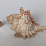 Shell Murex ramosus