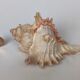 Shell Murex ramosus