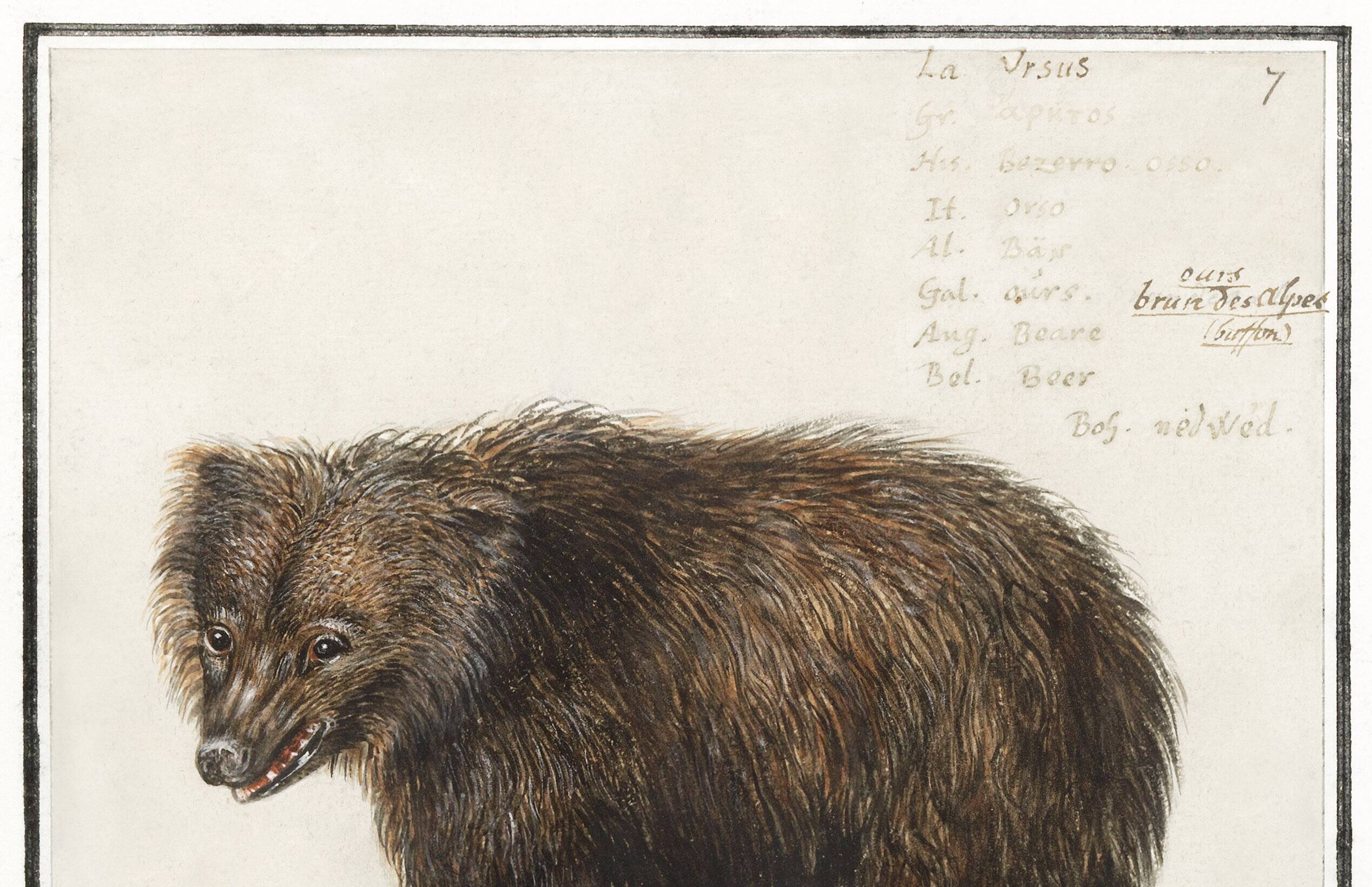 Small poster about the bear, after an old engraving from 1610.