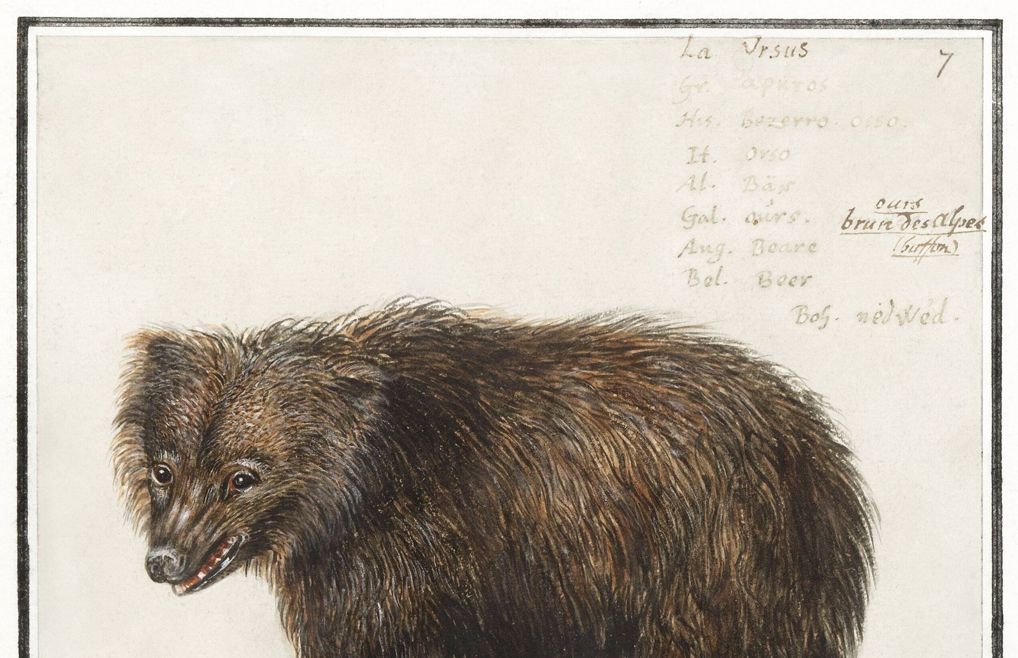 Petite affiche sur l'ours, d'après une gravure ancienne de 1610.