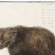 Small poster about the bear, after an old engraving from 1610.