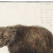 Petite affiche sur l'ours, d'après une gravure ancienne de 1610.