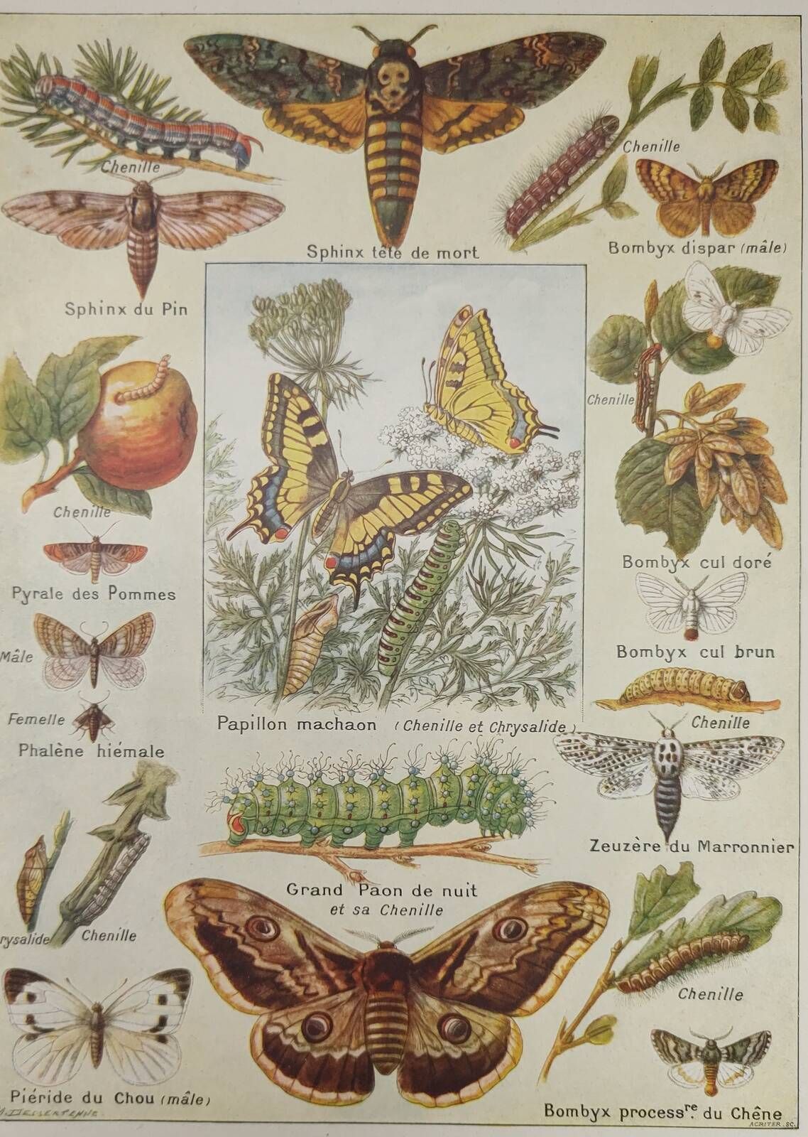 Original engraving from 1922 - Butterfly - Old entomological plate with caterpillar and species,