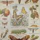Original engraving from 1922 - Butterfly - Old entomological plate with caterpillar and species,