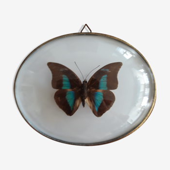 Naturalized butterfly framed in a bulging oval frame