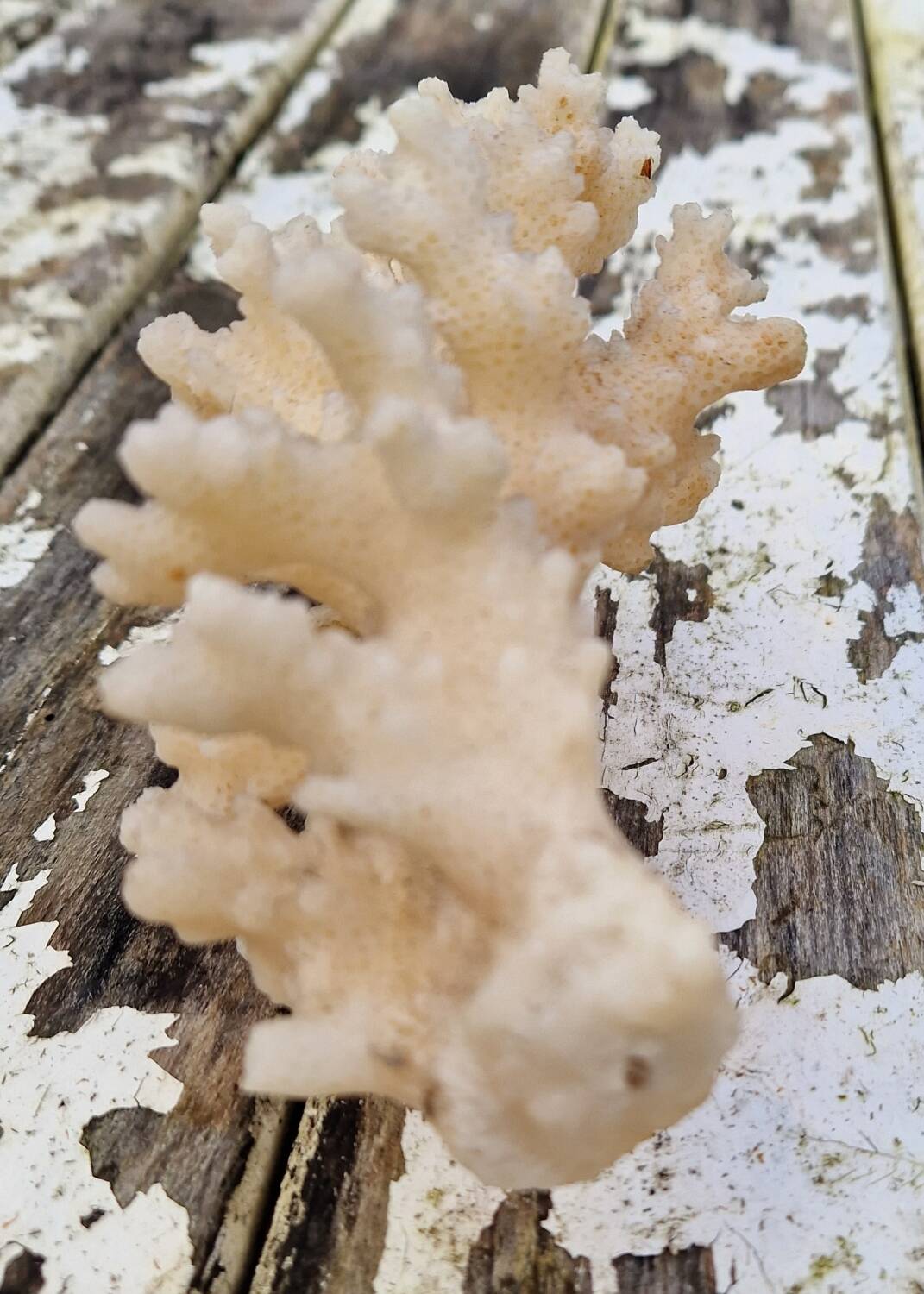 Ancient Caribbean Coral