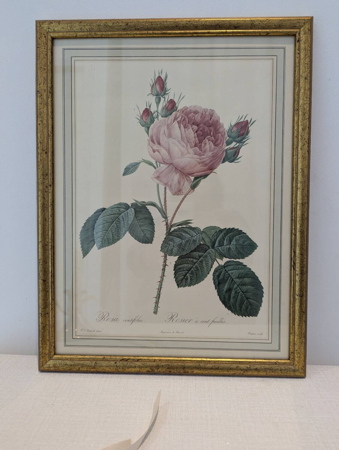 Botanical plate PJ Redouté