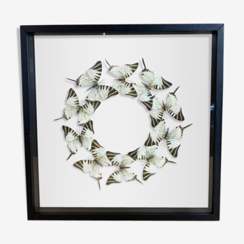 Butterfly frame