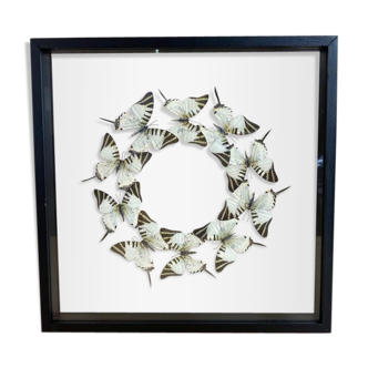 Butterfly frame