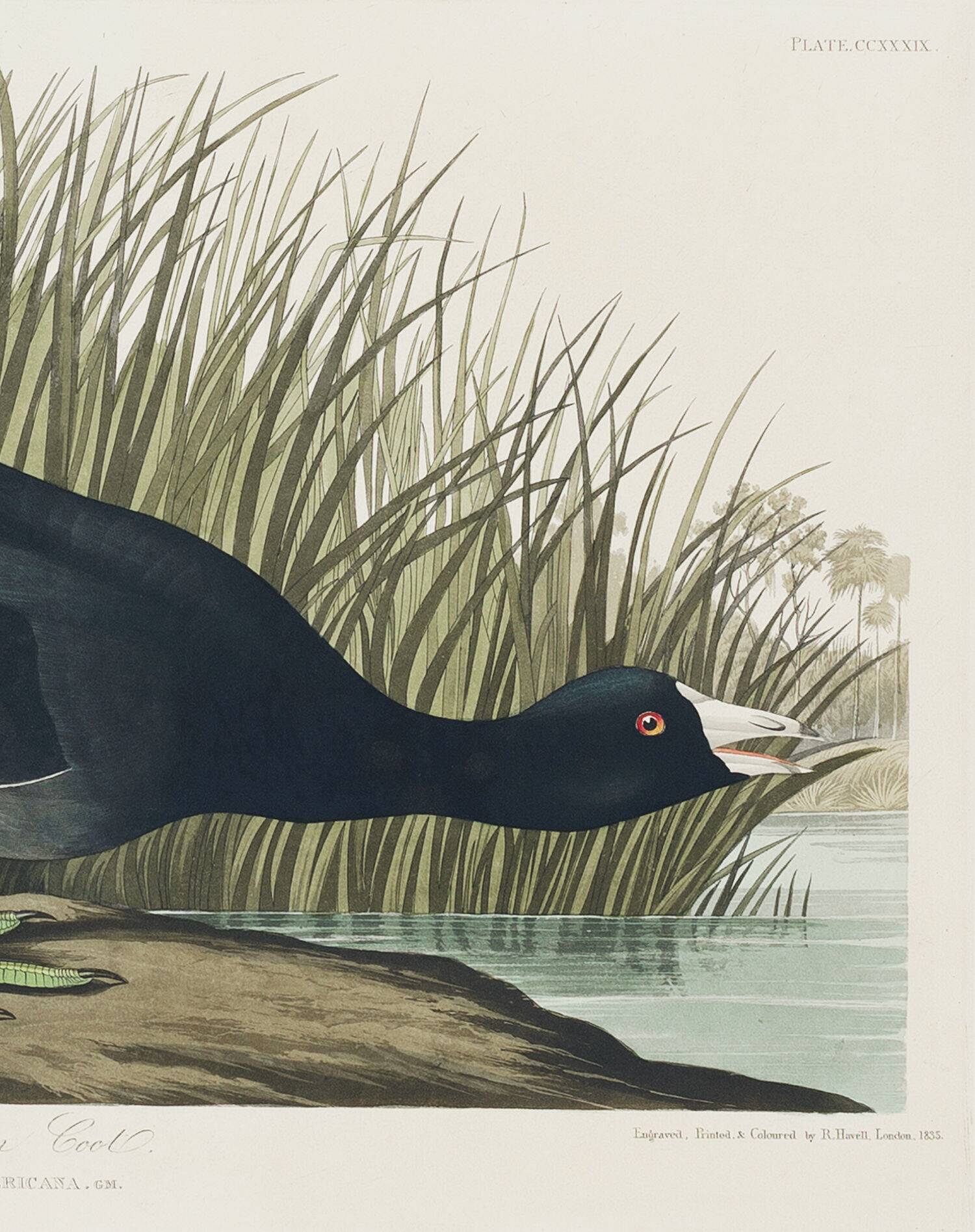Poster about the American Coot, based on an old engraving from 1827.