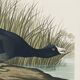 Poster about the American Coot, based on an old engraving from 1827.