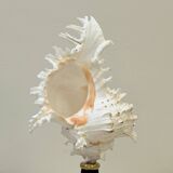 Old Murex Ramosus Shell on turned wooden base Napoleon III 19th century cabinet of curiosities