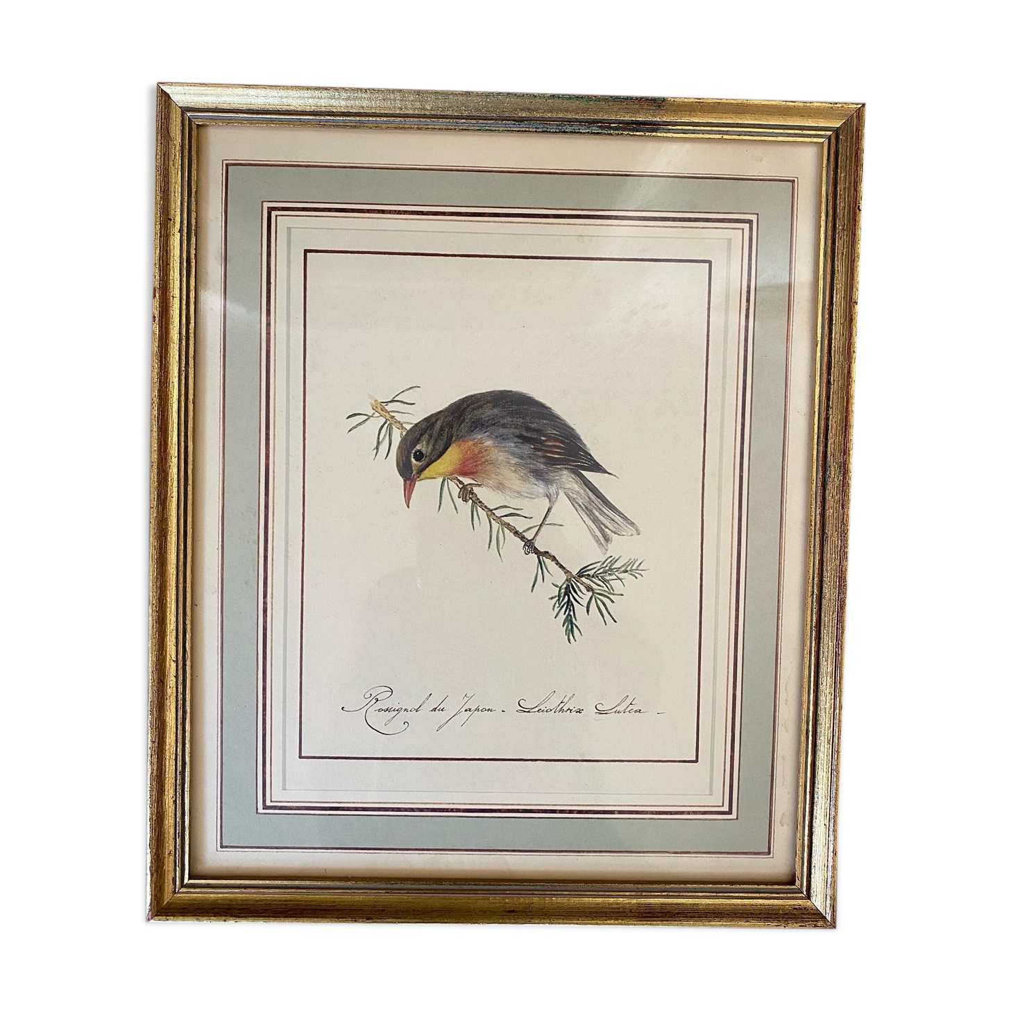 Lithographic frame Nightingale of Japan.
