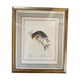 Lithographic frame Nightingale of Japan.