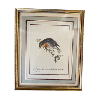 Lithographic frame Nightingale of Japan.