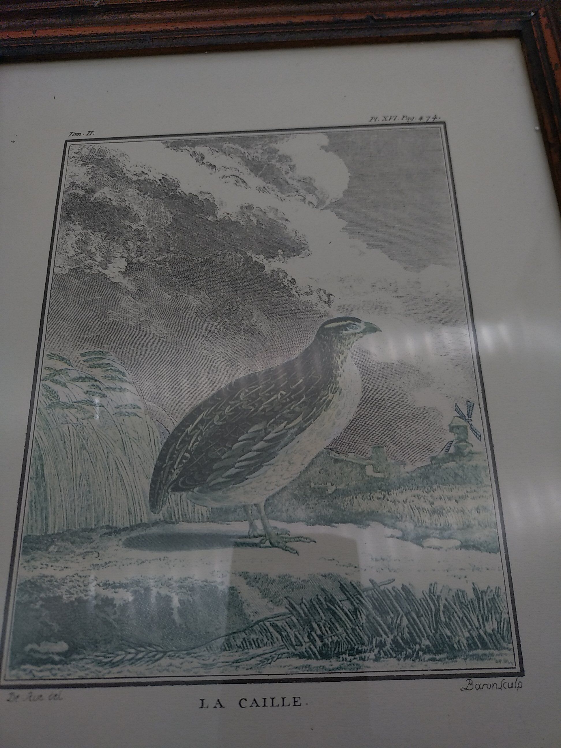 2 planches encadrés, la caille et le jabiru, buffon