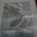 2 framed plates, quail and jabiru, buffon