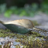 Brass ashtray, fish saw, modernist, decoration