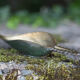 Cendrier laiton, poisson scie