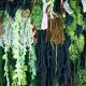 Large tapestry "green wall"