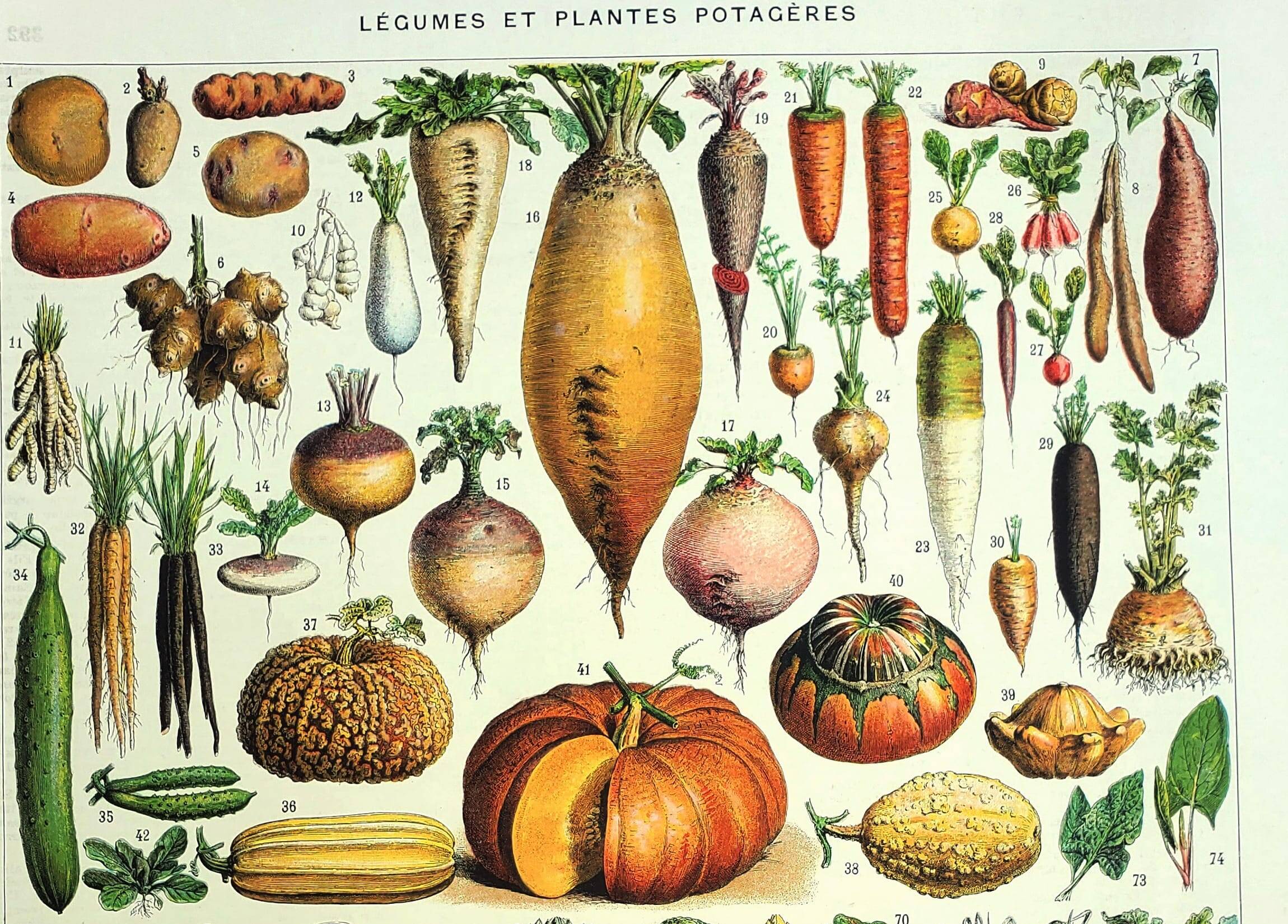 Botanical engraving 1928 A. Millot - Vegetables and vegetable plants, vegetable garden
