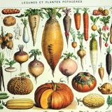 Gravure botanique 1928 A. Millot - Légumes et plantes potagères, potager