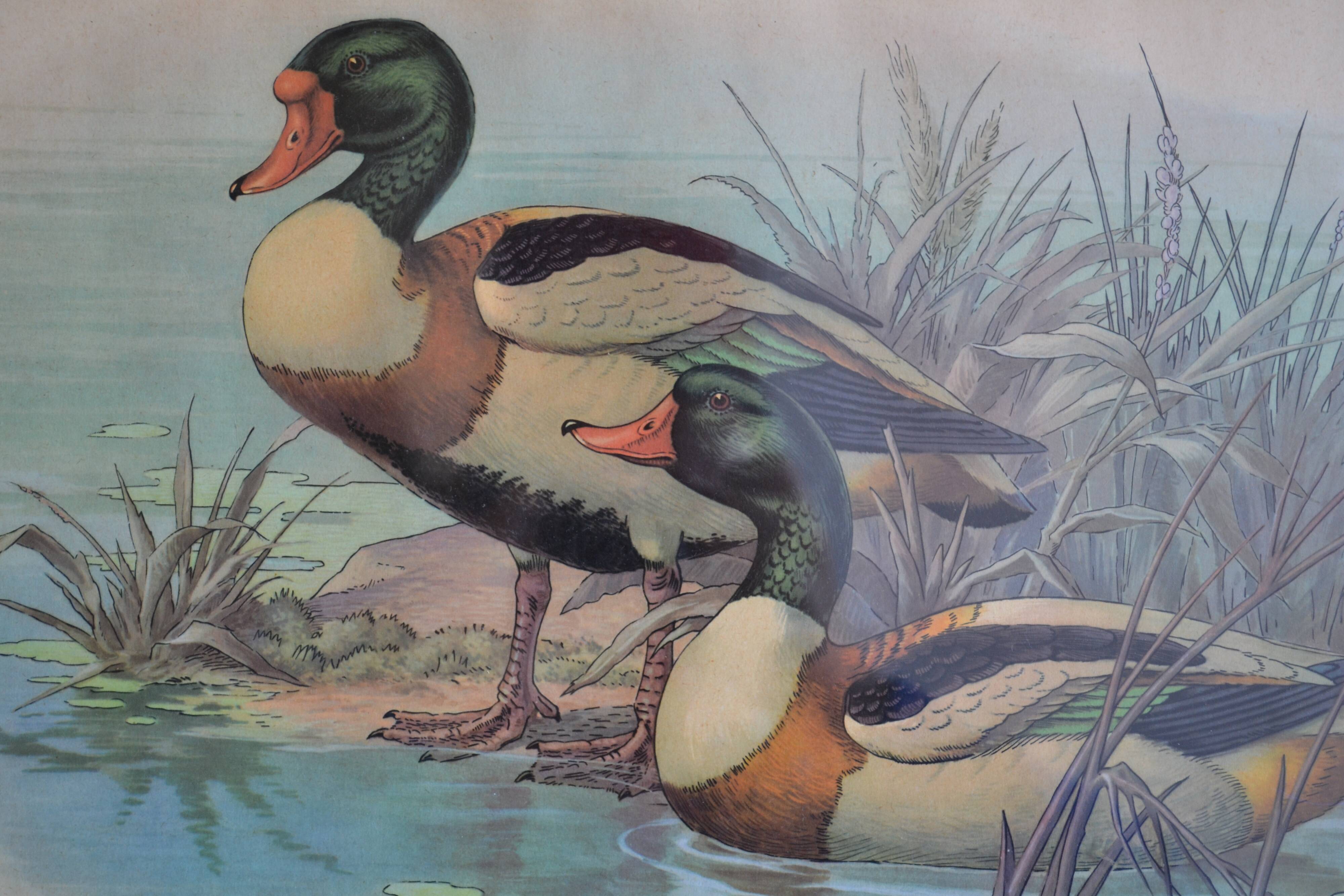 Estampe animalière vintage canards