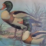 Vintage animal print ducks