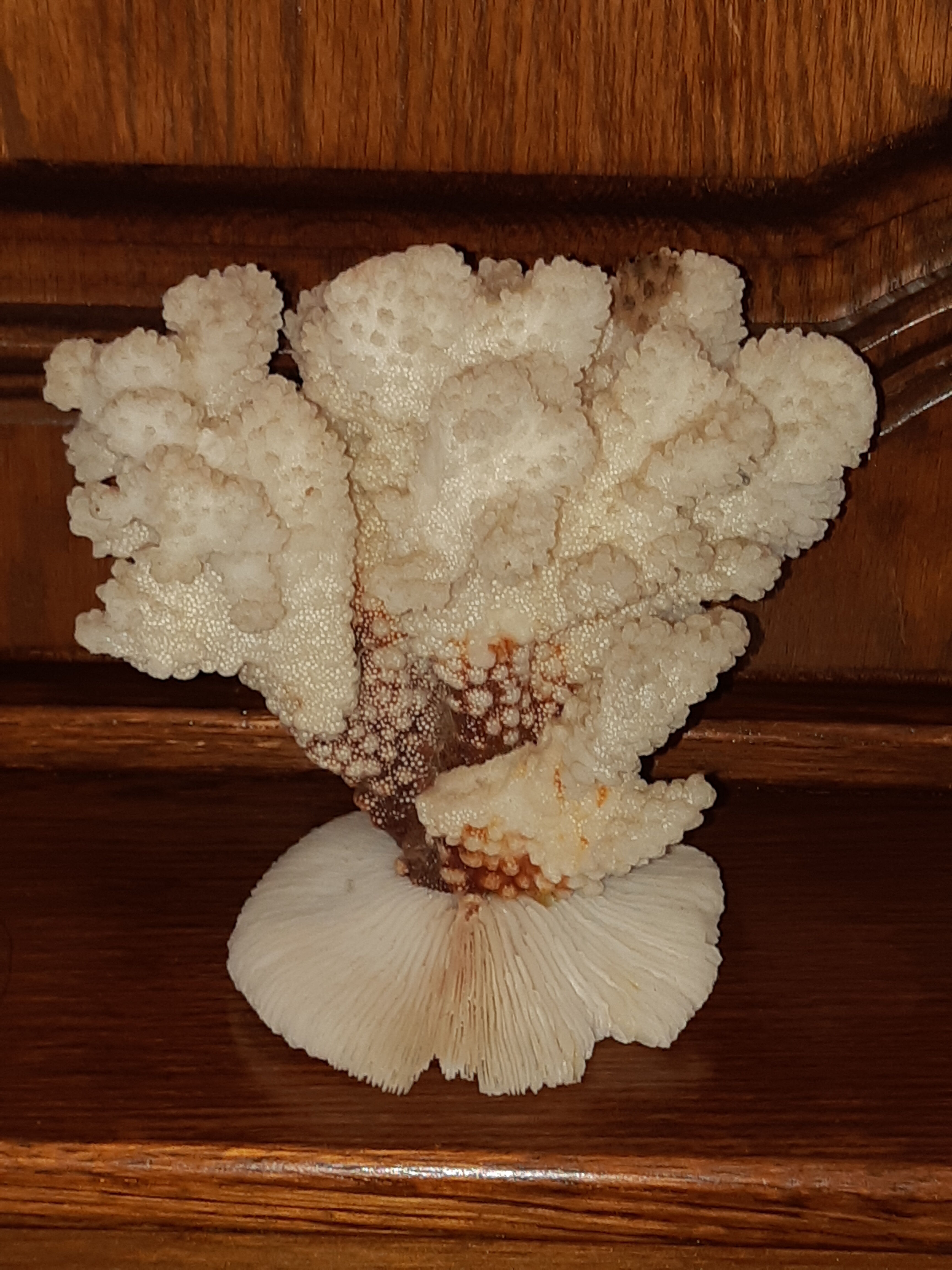 Bouquet of natural white coral bush
